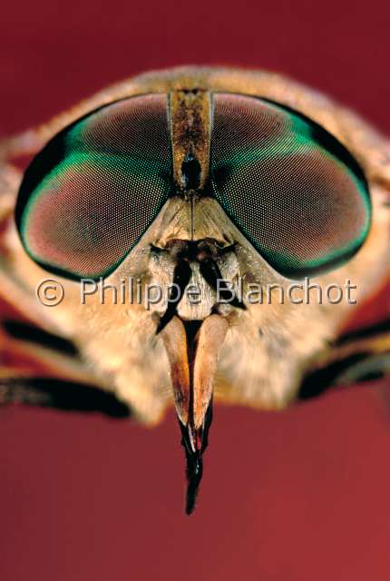 Tabanus bovinus.JPG - in "Portraits d'insectes" ed. SeuilTabanus bovinusTaon des boeufsHorse flyDipteraTabanidaeFrance